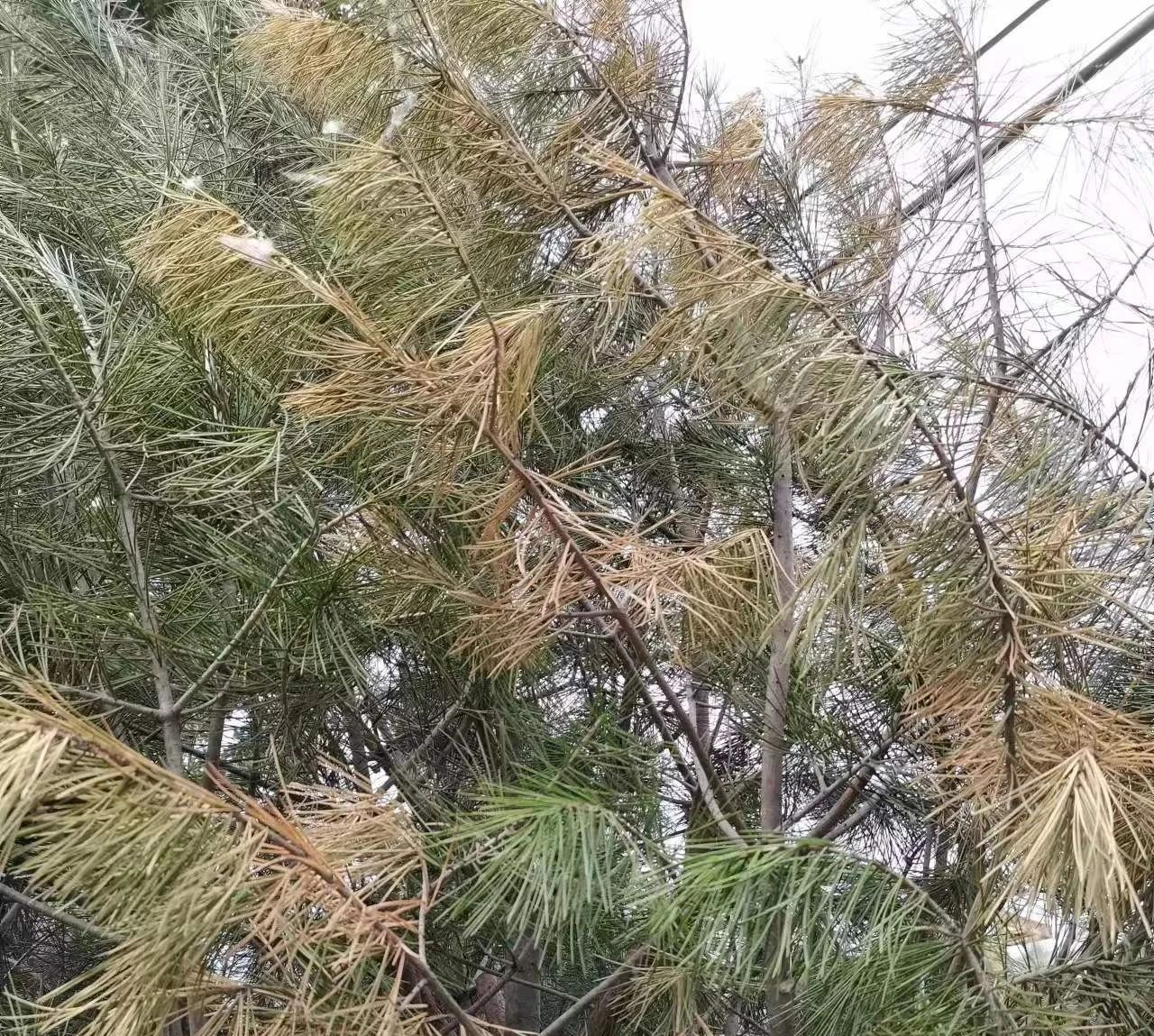 ͼƬ
