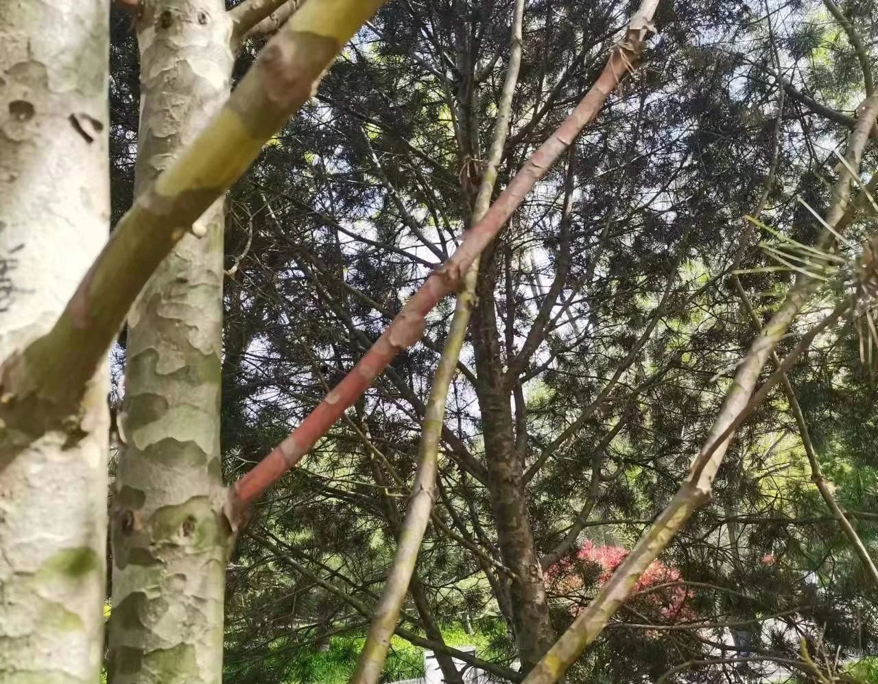 ͼƬ