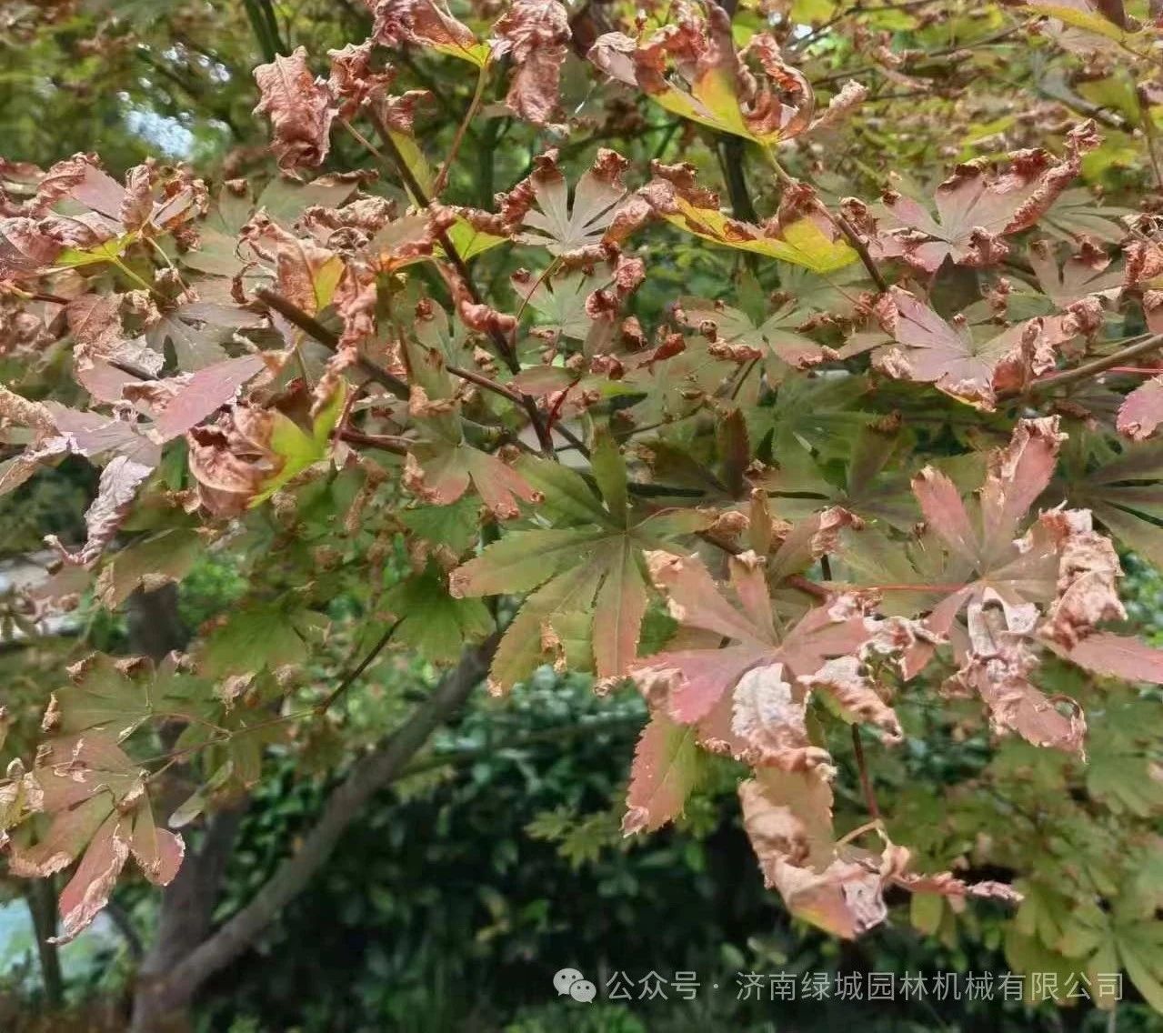 ͼƬ