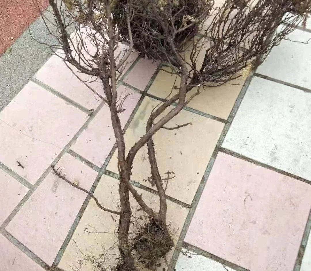 ͼƬ