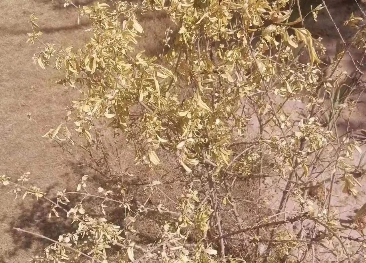 ͼƬ