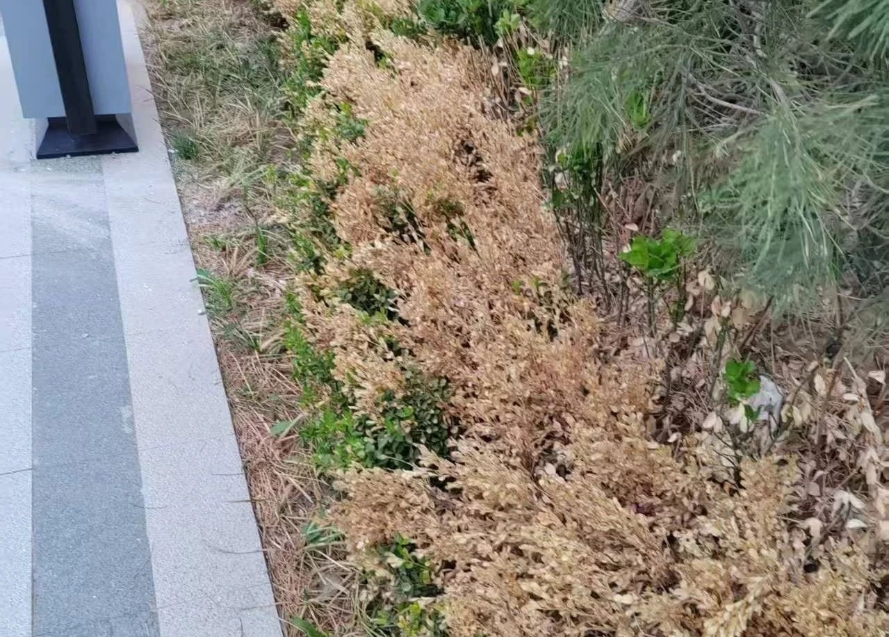 ͼƬ