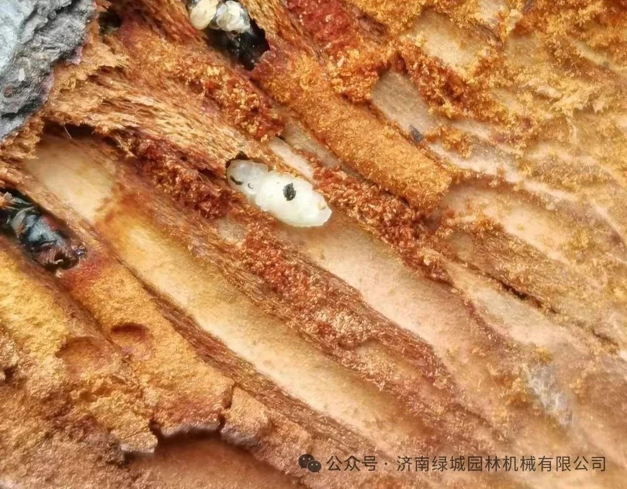 ͼƬ