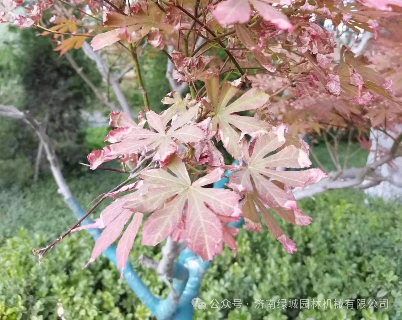 ͼƬ