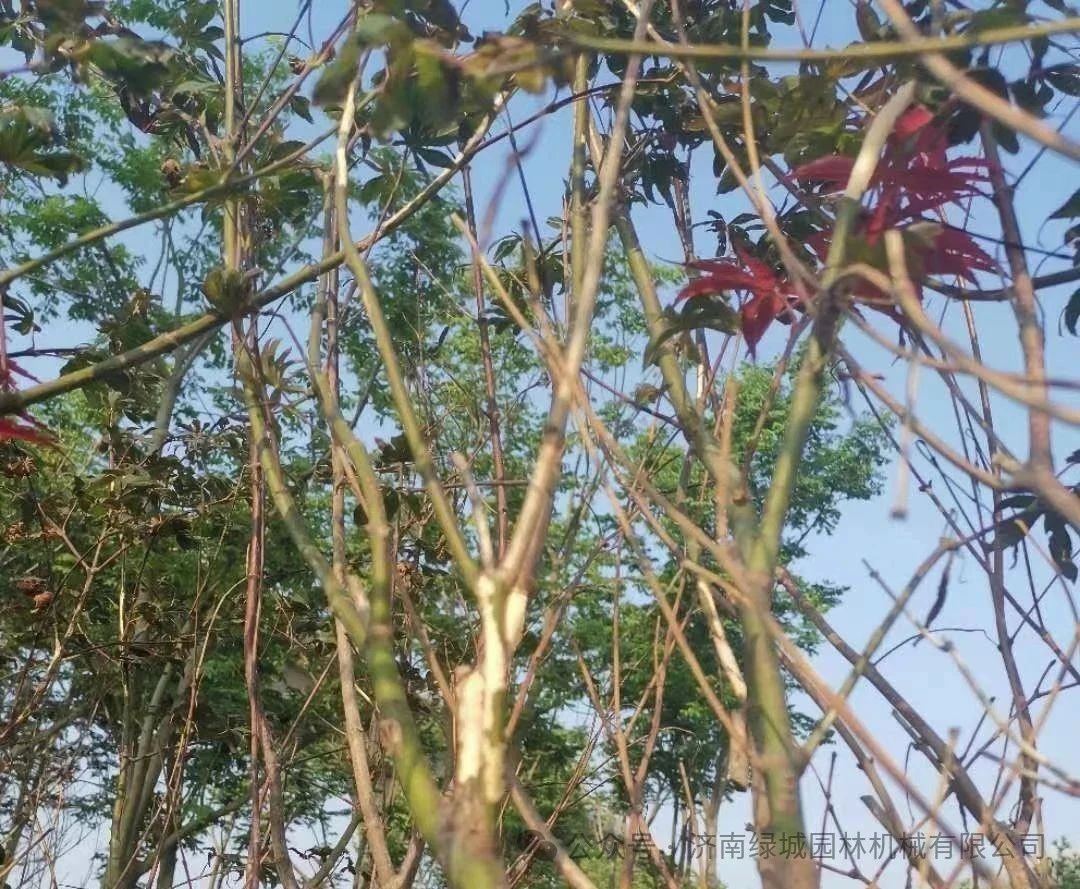 ͼƬ