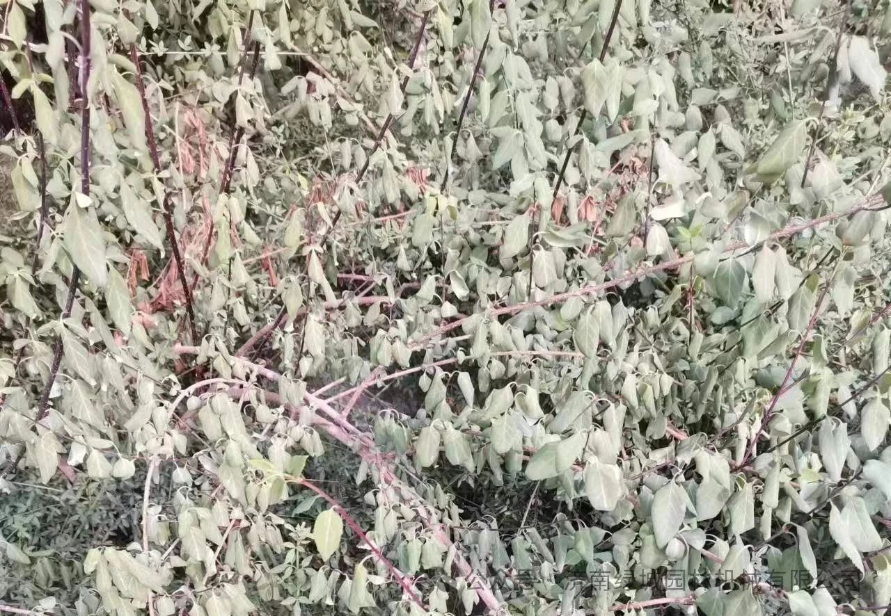 ͼƬ