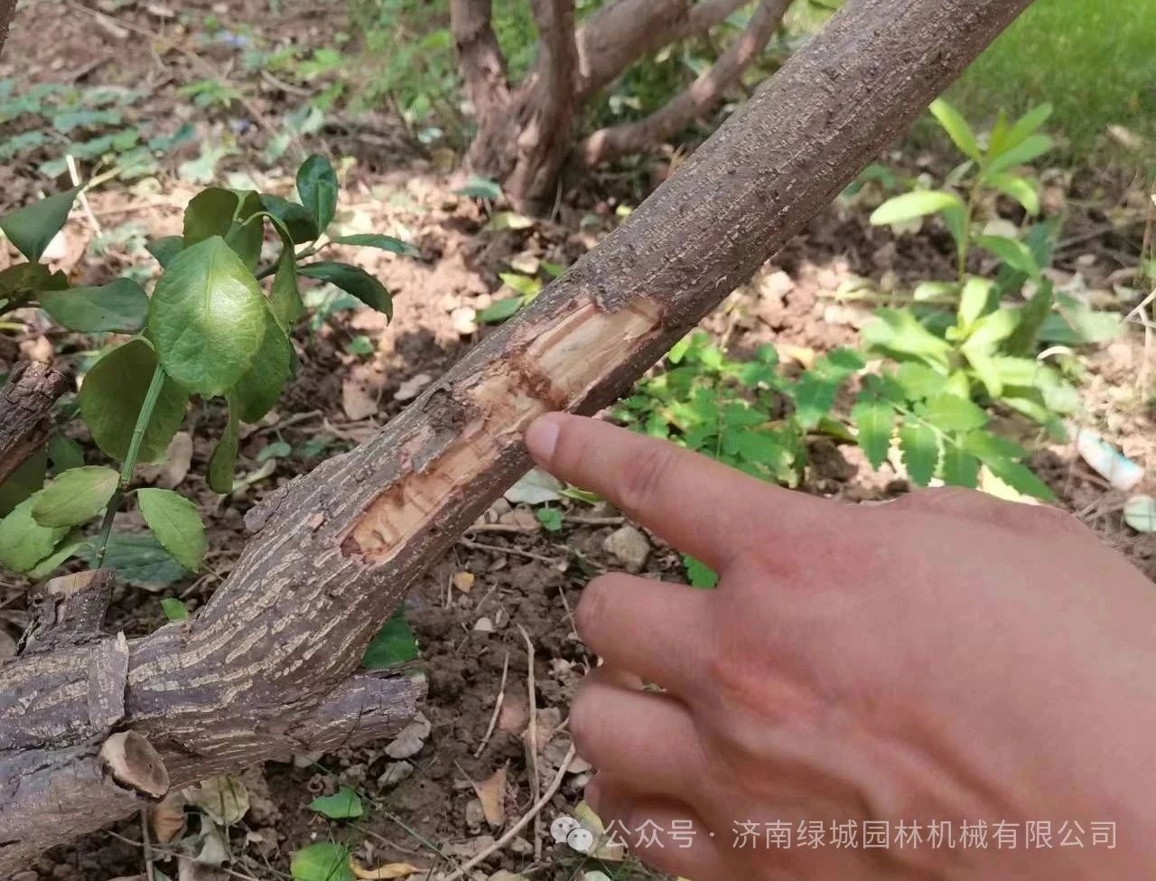 ͼƬ